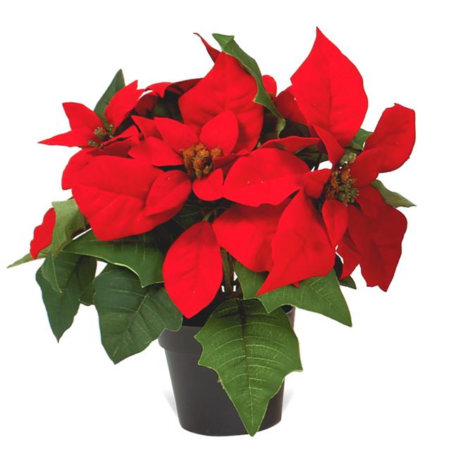 christmas red flower plant