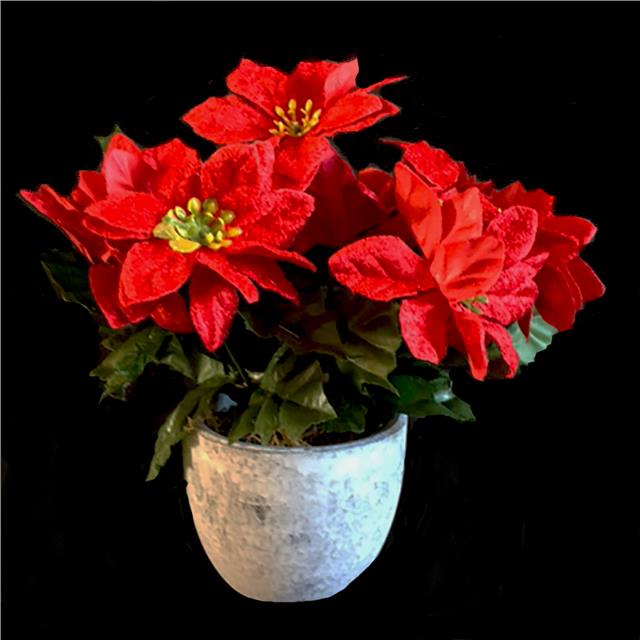 christmas potted flowers