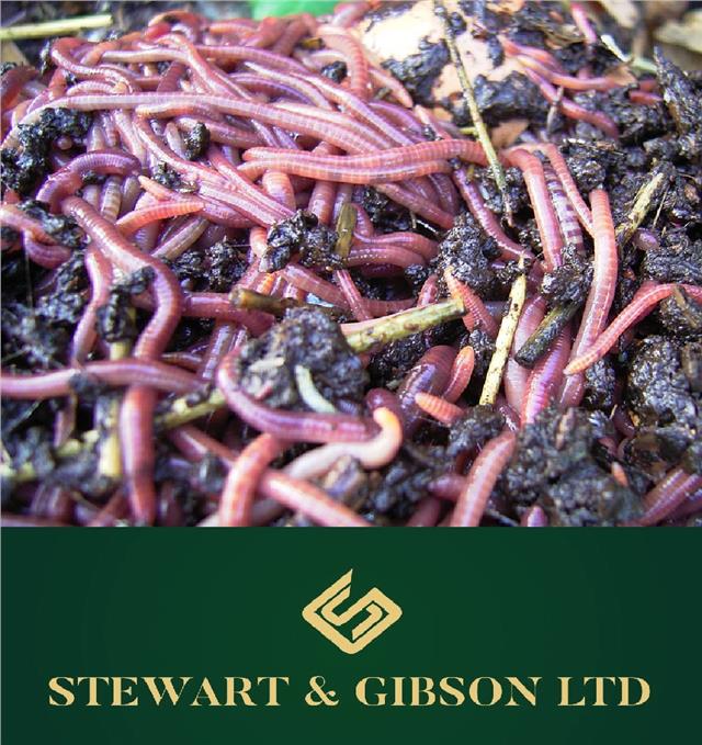 Tiger Organic Worms (50g approx) Ideal for Composting and Fishing eBay